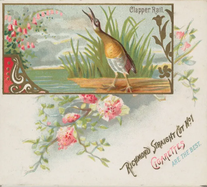 Framed Print : Clapper Rail, from the Game Birds series (N40) for Allen & Ginter Cigarettes, 1888-90 Framed Print : Clapper Rail, from the Game Birds series (N40) for Allen & Ginter Cigarettes, 1888-90
