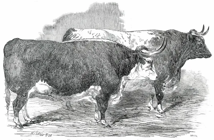 Framed Print : Class 2. No. 33 - Earl Hardwicke's Ox... 1850. Creator: Smyth Framed Print : Class 2. No. 33 - Earl Hardwicke's Ox... 1850. Creator: Smyth