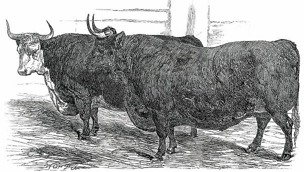 Class 4. No. 49. - Prince Albert's Hereford Ox... 1850. Creator: Smyth