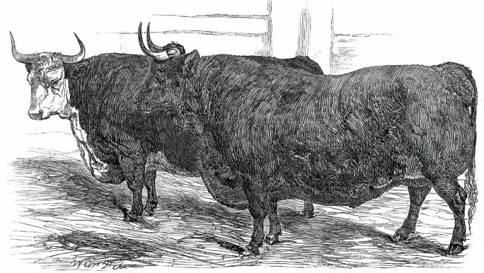 Framed Print : Class 4. No. 49. - Prince Albert's Hereford Ox... 1850. Creator: Smyth Framed Print : Class 4. No. 49. - Prince Albert's Hereford Ox... 1850. Creator: Smyth
