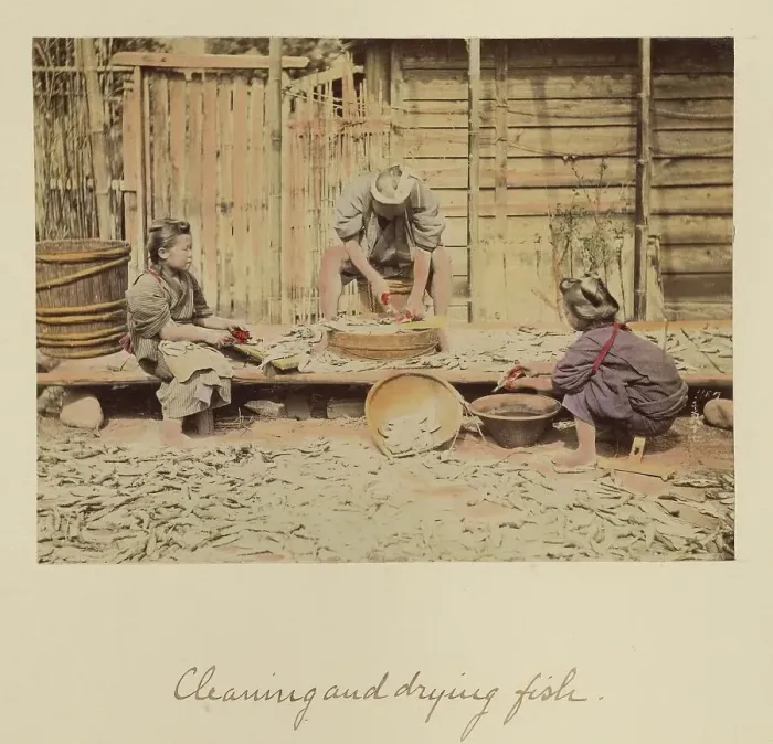 Framed Print : Cleaning and Drying Fish, about 1873-1883. Creator: Shinichi Suzuki I Framed Print : Cleaning and Drying Fish, about 1873-1883. Creator: Shinichi Suzuki I