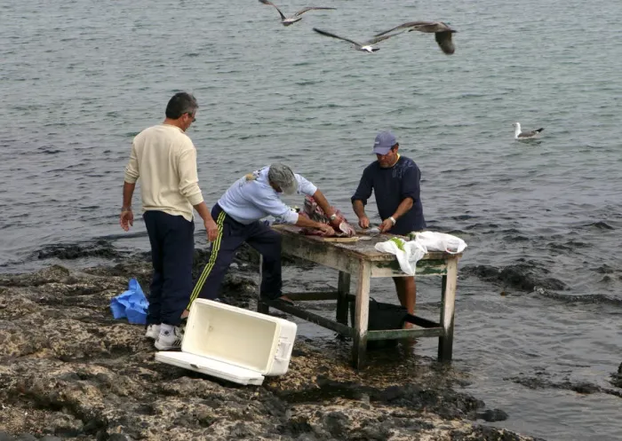 Framed Print : Cleaning Fish, Corralejo, Fuerteventura, Canary Islands Framed Print : Cleaning Fish, Corralejo, Fuerteventura, Canary Islands