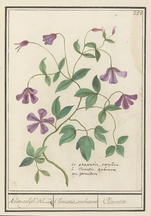 Framed Print : Clematis, 1596-1610. Creators: Anselmus de Boodt, Elias Verhulst Framed Print : Clematis, 1596-1610. Creators: Anselmus de Boodt, Elias Verhulst