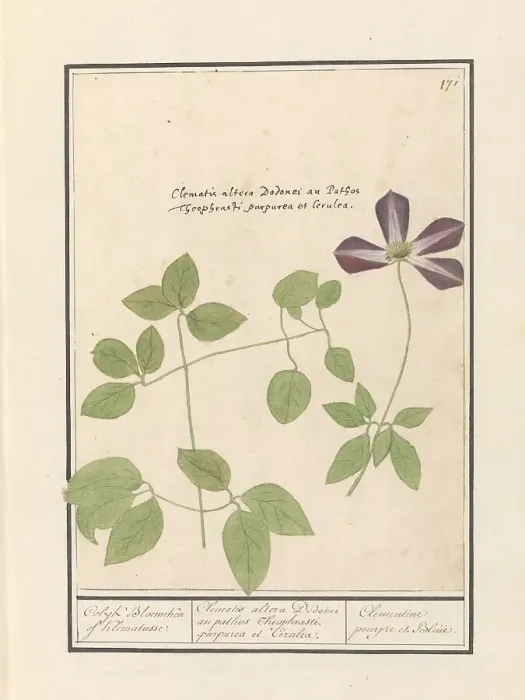 Framed Print : Clematis (Clematis), 1596-1610. Creators: Anselmus de Boodt, Elias Verhulst Framed Print : Clematis (Clematis), 1596-1610. Creators: Anselmus de Boodt, Elias Verhulst
