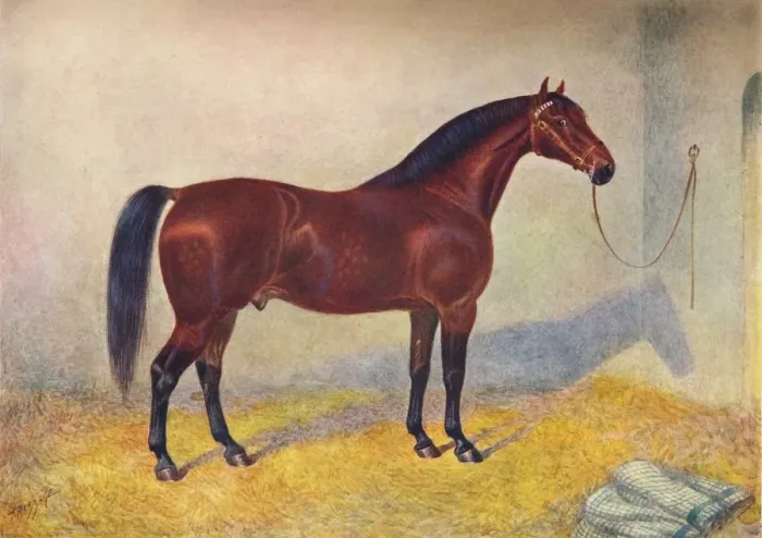 Framed Print : Cleveland Bay stallion Sultan, c1902 (c1910). Artist: Frank Babbage Framed Print : Cleveland Bay stallion Sultan, c1902 (c1910). Artist: Frank Babbage
