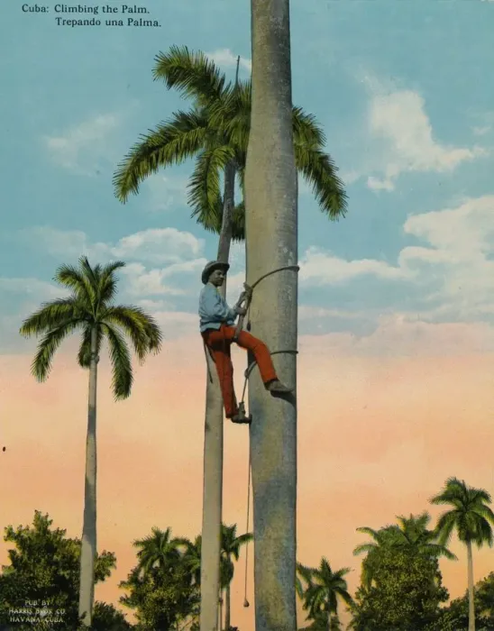 Framed Print : Climbing a palm tree, Cuba, c1920 Framed Print : Climbing a palm tree, Cuba, c1920