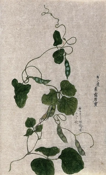 Framed Print : A climbing plant, possibly in the Cucurbitaceae family: flowering stem. Creator: Unknown Framed Print : A climbing plant, possibly in the Cucurbitaceae family: flowering stem. Creator: Unknown