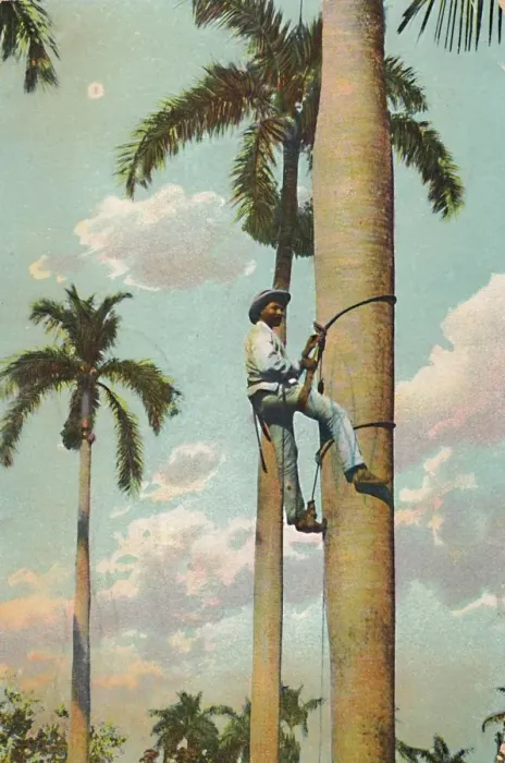 Framed Print : Climbing the Royal Palm - Subiendo la Palma Real, 1910. Creator: Unknown Framed Print : Climbing the Royal Palm - Subiendo la Palma Real, 1910. Creator: Unknown