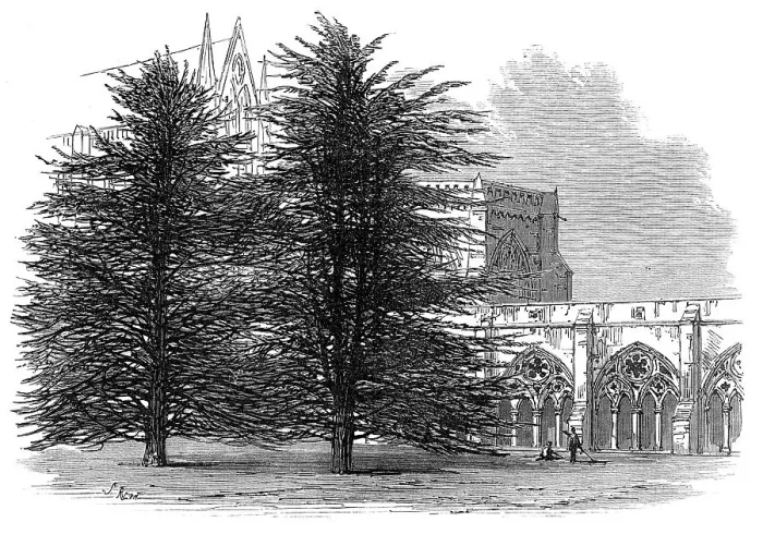 Framed Print : In the Cloisters, Salisbury, 1872. Creator: Unknown Framed Print : In the Cloisters, Salisbury, 1872. Creator: Unknown
