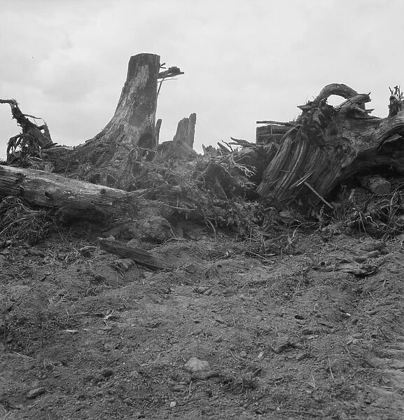 Close-up of stump pile before burning, Michigan Hill, Thurston County, Western Washington, 1939. Creator: Dorothea Lange