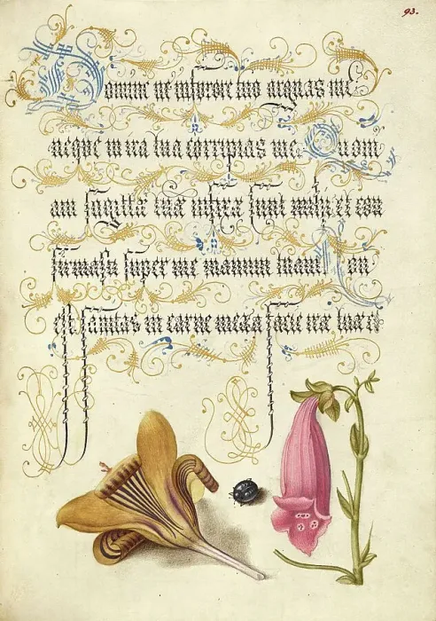 Framed Print : Cloth-of-Gold Crocus, Beetle, and Foxglove, 1561-1562; illumination added 1591-1596. Creator: Joris Hoefnagel Framed Print : Cloth-of-Gold Crocus, Beetle, and Foxglove, 1561-1562; illumination added 1591-1596. Creator: Joris Hoefnagel