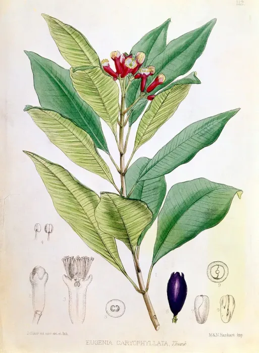 Framed Print : Clove, flower bud of Syzygium aromaticum (Eugenia carophyllata). Artist: D Blair Framed Print : Clove, flower bud of Syzygium aromaticum (Eugenia carophyllata). Artist: D Blair