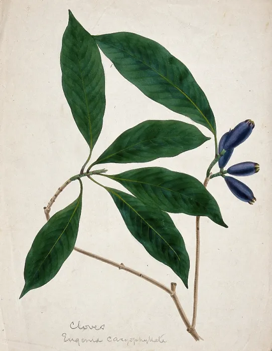 Framed Print : Clove plant (Syzygium aromaticum): stem with flower buds, c1833. Creator: Unknown Framed Print : Clove plant (Syzygium aromaticum): stem with flower buds, c1833. Creator: Unknown