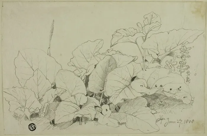 Framed Print : Clump of Leaves and Flowers, 1808 / 47. Creator: Joshua Cristall Framed Print : Clump of Leaves and Flowers, 1808 / 47. Creator: Joshua Cristall