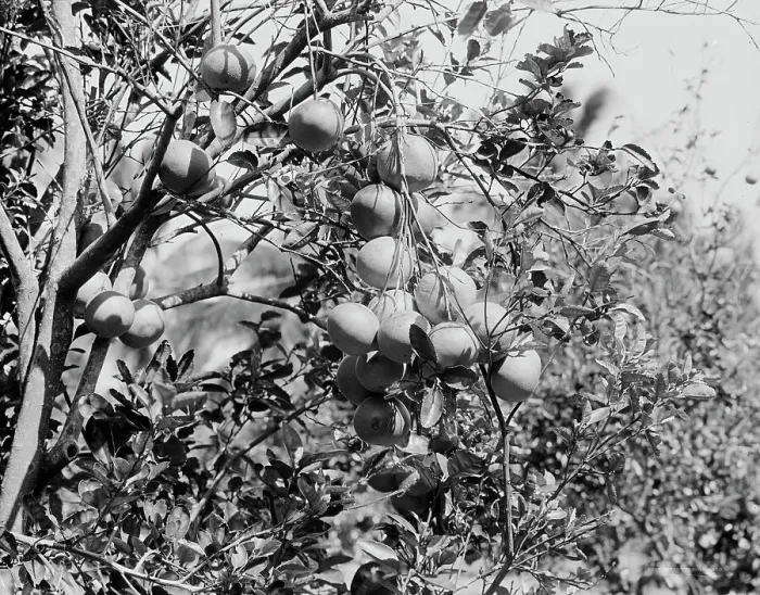 Framed Print : Cluster of grape fruit, between 1900 and 1920. Creator: Unknown Framed Print : Cluster of grape fruit, between 1900 and 1920. Creator: Unknown