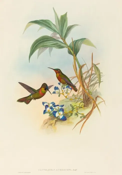 Framed Print : Clytolaema aurescens (Banded Ruby or Goulds Ruby). Creators: John Gould Framed Print : Clytolaema aurescens (Banded Ruby or Goulds Ruby). Creators: John Gould