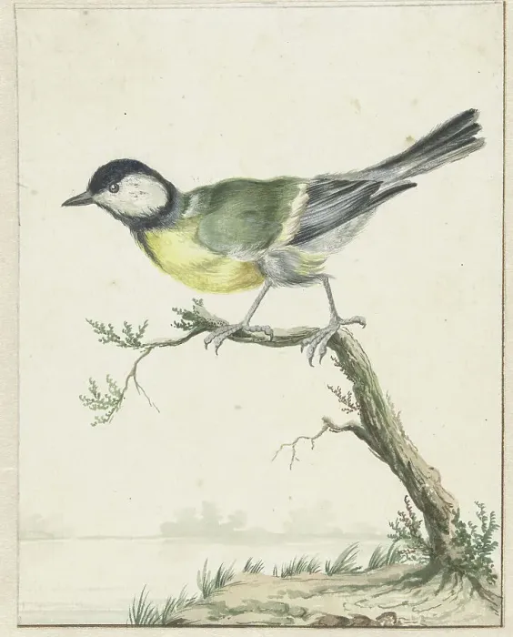 Framed Print : Coal tit, 1650-1719. Creator: Jan Weenix Framed Print : Coal tit, 1650-1719. Creator: Jan Weenix