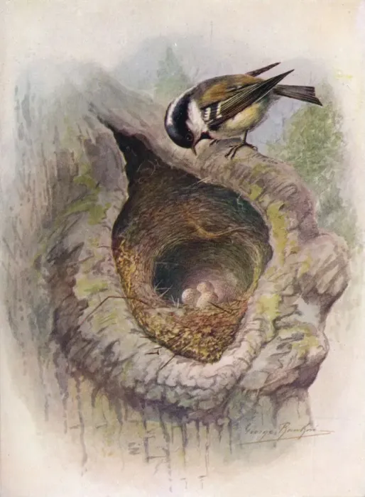 Framed Print : Coal-Tit - Pa rus at er, c1910, (1910). Artist: George James Rankin Framed Print : Coal-Tit - Pa rus at er, c1910, (1910). Artist: George James Rankin