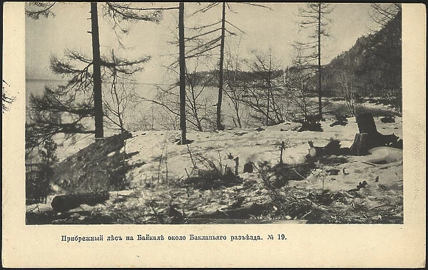 Coastal forest on Lake Baikal near the Baklany junction, 1905. Creator: Unknown