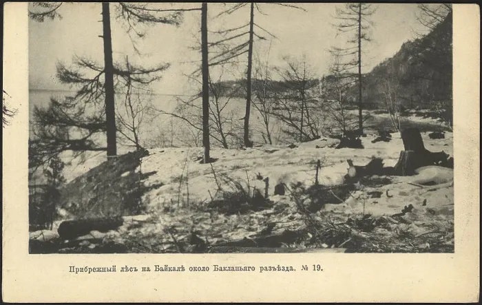Framed Print : Coastal forest on Lake Baikal near the Baklany junction, 1905. Creator: Unknown Framed Print : Coastal forest on Lake Baikal near the Baklany junction, 1905. Creator: Unknown