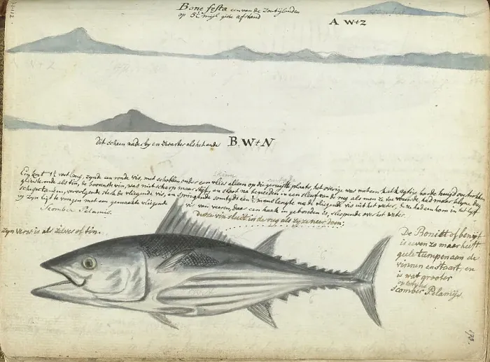Framed Print : Coastal profiles of the Canary Islands, and Fish, 1778. Creator: Jan Brandes Framed Print : Coastal profiles of the Canary Islands, and Fish, 1778. Creator: Jan Brandes