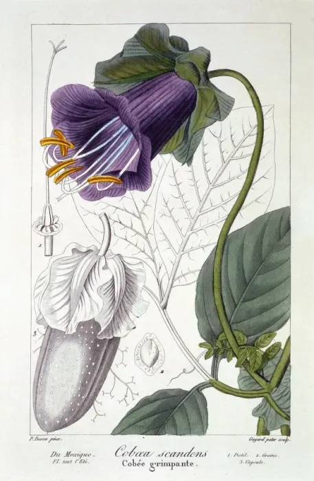 Framed Print : Cobaea scandens, pub. 1836. Creator: Panacre Bessa (1772-1846) Framed Print : Cobaea scandens, pub. 1836. Creator: Panacre Bessa (1772-1846)
