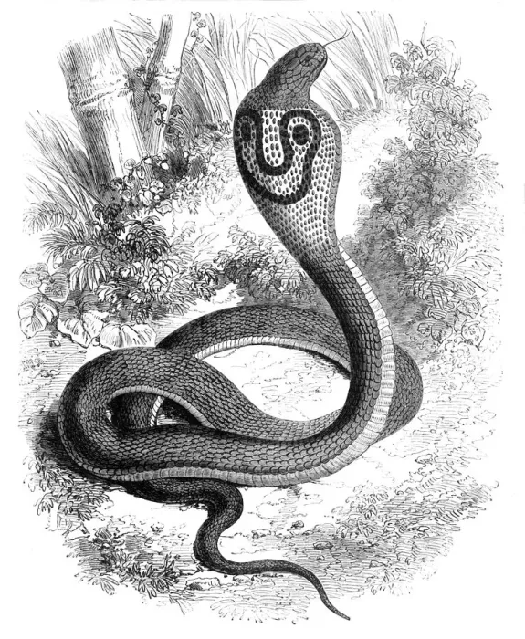 Framed Print : The Cobra Di Capello, c1891. Creator: James Grant Framed Print : The Cobra Di Capello, c1891. Creator: James Grant