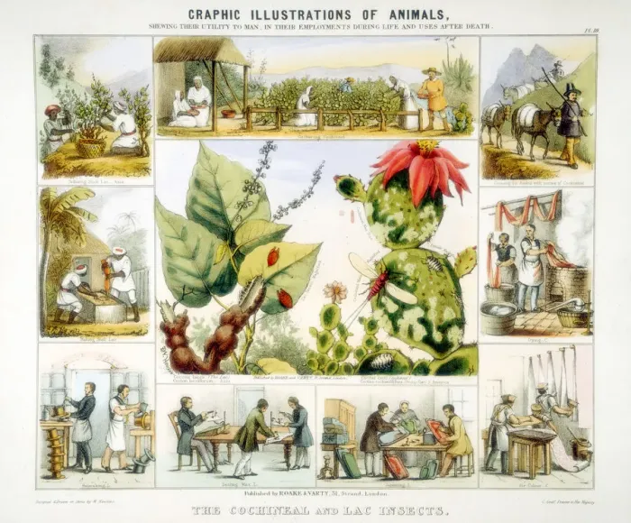 Framed Print : Cochineal and lac insects, c1850. Artist: Benjamin Waterhouse Hawkins Framed Print : Cochineal and lac insects, c1850. Artist: Benjamin Waterhouse Hawkins