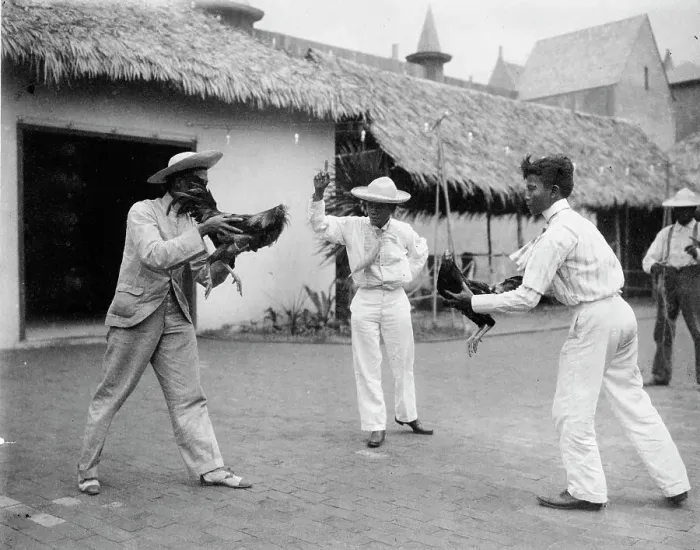 Framed Print : Two cock-fighters and referee at the World's Columbian Exposition, Chicago, Illinois, 1892 or 1893. Creator: Frances Benjamin Johnston Framed Print : Two cock-fighters and referee at the World's Columbian Exposition, Chicago, Illinois, 1892 or 1893. Creator: Frances Benjamin Johnston
