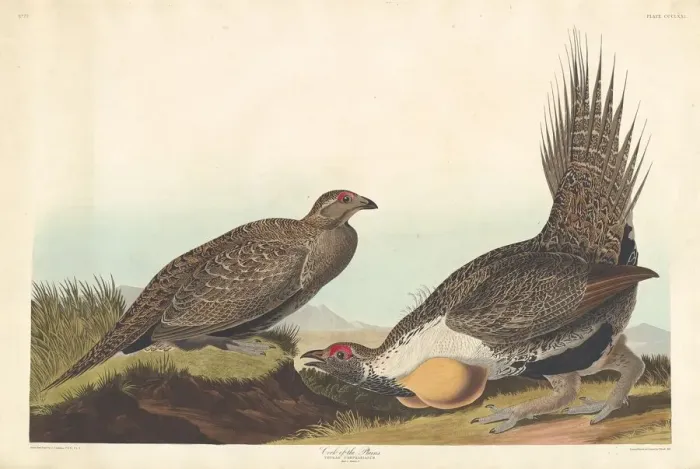 Framed Print : Cock of the Plains, 1837. Creator: Robert Havell Framed Print : Cock of the Plains, 1837. Creator: Robert Havell