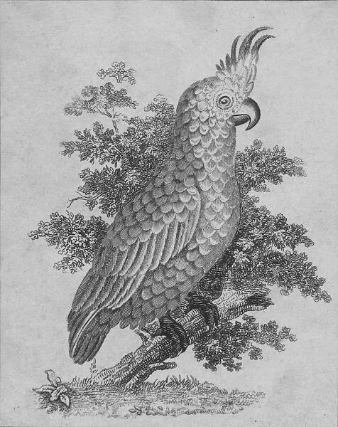 Cockatoo, 19th century? Creator: Unknown