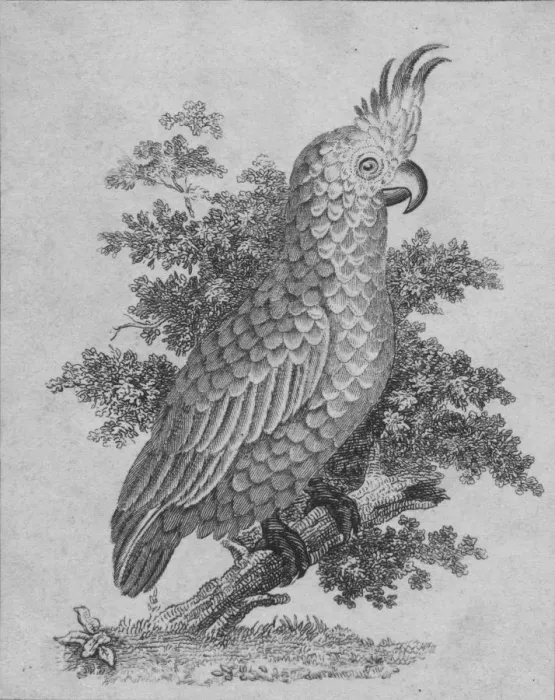Framed Print : Cockatoo, 19th century? Creator: Unknown Framed Print : Cockatoo, 19th century? Creator: Unknown