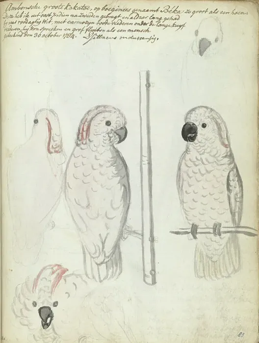 Framed Print : Cockatoo from Ambon, 1784. Creator: Jan Brandes Framed Print : Cockatoo from Ambon, 1784. Creator: Jan Brandes