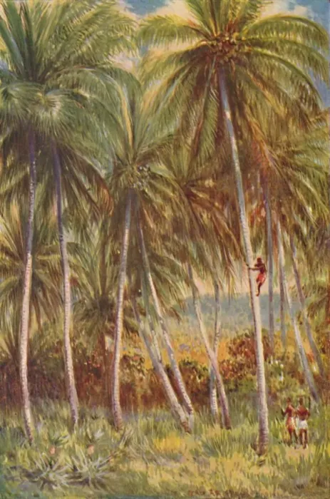 Framed Print : Coco-nut Palms, 1924 Framed Print : Coco-nut Palms, 1924