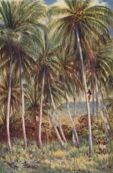 Framed Print : Coco-Nut Palms in Northern Queensland, 1923. Creator: Unknown Framed Print : Coco-Nut Palms in Northern Queensland, 1923. Creator: Unknown