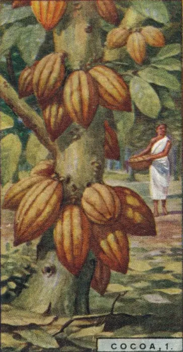 Framed Print : Cocoa, 1. - Cacao Tree, Trinidad, 1928 Framed Print : Cocoa, 1. - Cacao Tree, Trinidad, 1928