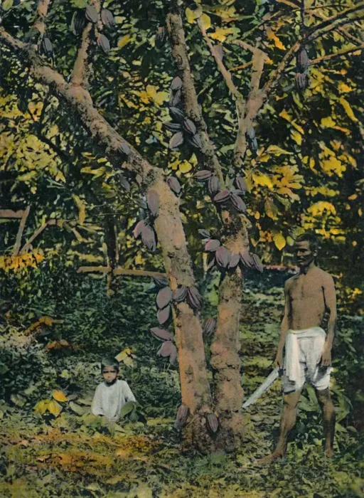 Framed Print : Cocoa in full bearing, Trinidad and Tobago, c1914. Creator: Unknown Framed Print : Cocoa in full bearing, Trinidad and Tobago, c1914. Creator: Unknown