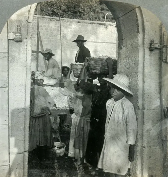 Framed Print : Cocoa Fresh from the Pods, Dominica, B. W. I. 1893. Creator: Keystone View Company Framed Print : Cocoa Fresh from the Pods, Dominica, B. W. I. 1893. Creator: Keystone View Company