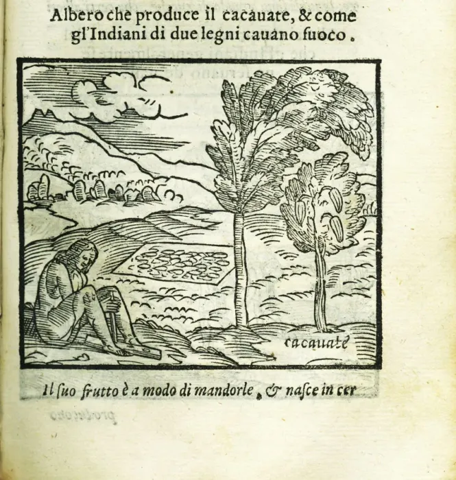 Framed Print : The cocoa tree. From Historia del Mondo Nuovo by Girolamo Benzoni, 1563. Creator: Anonymous Framed Print : The cocoa tree. From Historia del Mondo Nuovo by Girolamo Benzoni, 1563. Creator: Anonymous