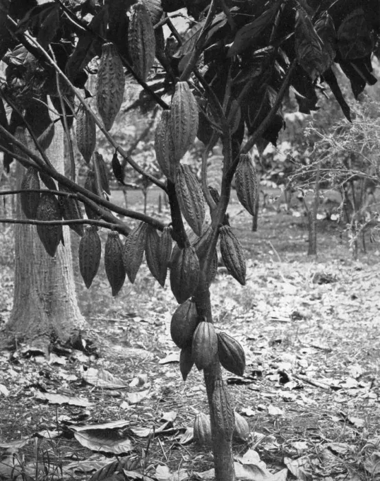 Framed Print : Cocoa tree, Jamaica, c1905. Artist: Adolphe Duperly & Son Framed Print : Cocoa tree, Jamaica, c1905. Artist: Adolphe Duperly & Son