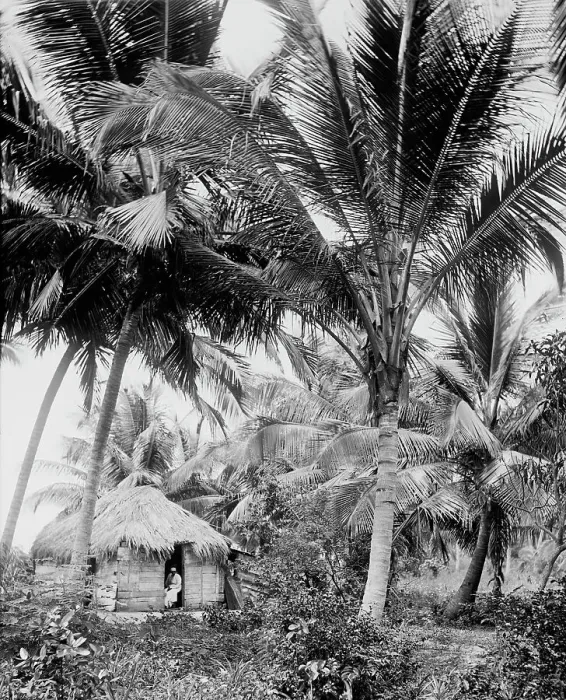 Framed Print : Cocoanut palms, Puerto Rico, c1903. Creator: Unknown Framed Print : Cocoanut palms, Puerto Rico, c1903. Creator: Unknown
