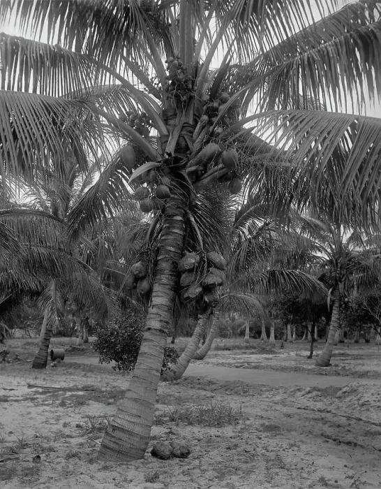 Framed Print : Cocoanut trees, Lake Worth, Fla. between 1880 and 1897. Creator: William H. Jackson Framed Print : Cocoanut trees, Lake Worth, Fla. between 1880 and 1897. Creator: William H. Jackson