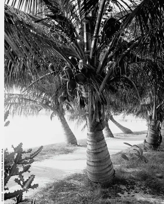 Framed Print : Cocoanut trees, Palm Beach, Fla. between 1900 and 1906. Creator: Unknown Framed Print : Cocoanut trees, Palm Beach, Fla. between 1900 and 1906. Creator: Unknown