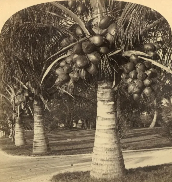 Framed Print : Cocoanut Trees in the white sands of Florida. USA, c1900. Creator: Underwood & Underwood Framed Print : Cocoanut Trees in the white sands of Florida. USA, c1900. Creator: Underwood & Underwood