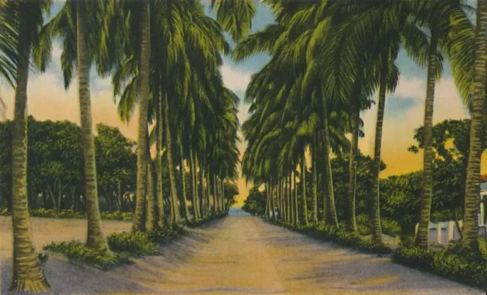 Framed Print : Coconut Avenue, Barranquilla, c1940s Framed Print : Coconut Avenue, Barranquilla, c1940s