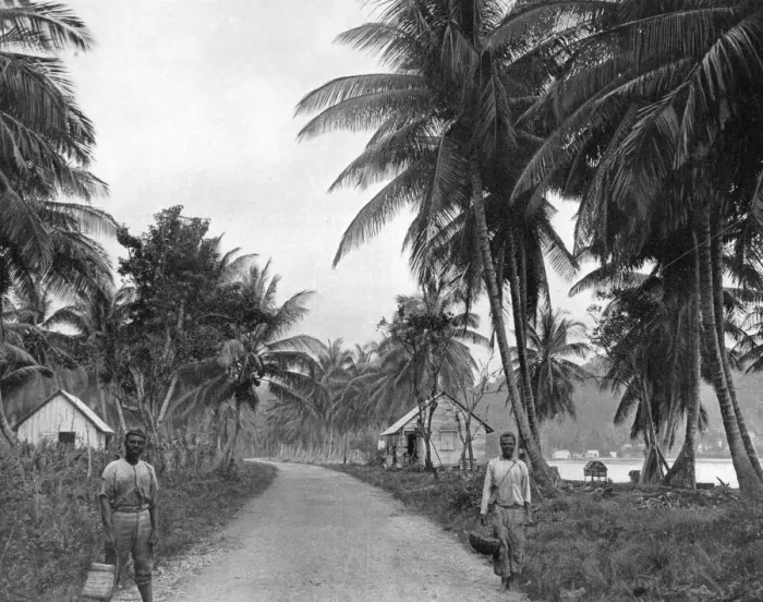 Framed Print : Coconut grove, Port Antonio, Jamaica, c1905. Artist: Adolphe Duperly & Son Framed Print : Coconut grove, Port Antonio, Jamaica, c1905. Artist: Adolphe Duperly & Son