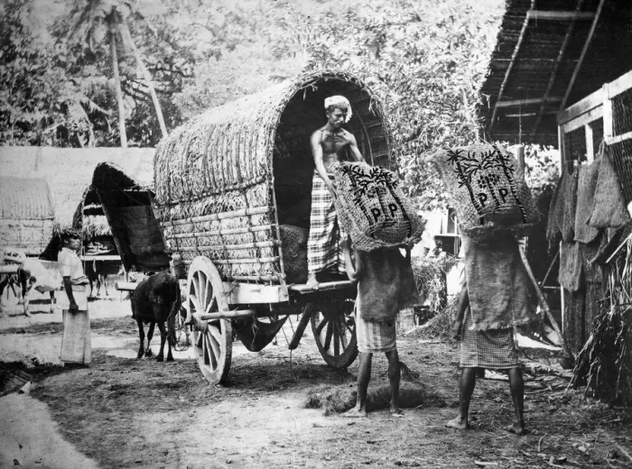 Framed Print : Coconut production, India, 20th century Framed Print : Coconut production, India, 20th century