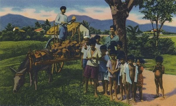 Coconut Vendor, Trinidad, B.W.I. c1940s. Creator: Unknown