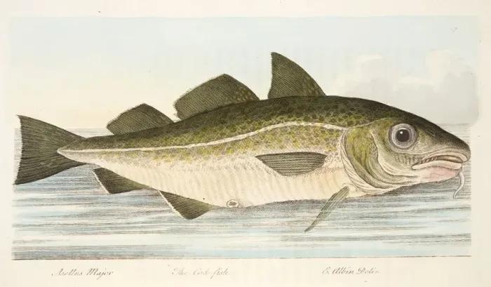 Framed Print : The Cod Fish, from A Treatise on Fish and Fish-ponds, pub. 1832 (hand coloured engraving) Framed Print : The Cod Fish, from A Treatise on Fish and Fish-ponds, pub. 1832 (hand coloured engraving)