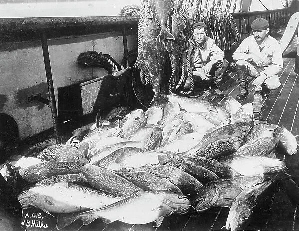 Cod and halibut, between c1900 and c1930. Creator: Unknown